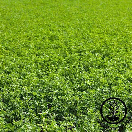 Organic Alfalfa Seeds | Non-GMO Garden Cover Crop Seed - Free S&H