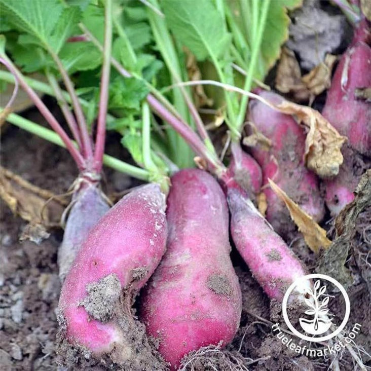 Heirloom Radish Garden Seeds - French Breakfast | Buy Vegetable Seeds