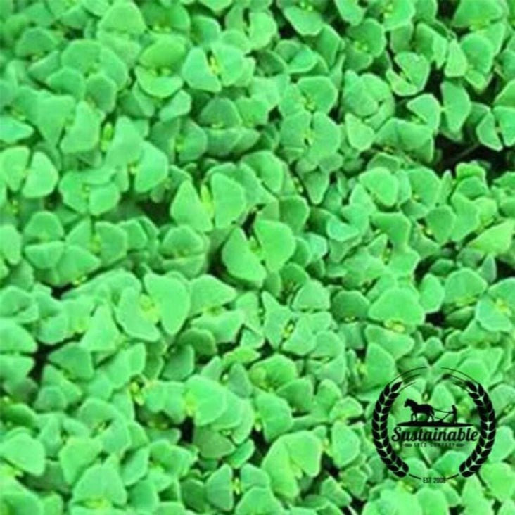 Organic Chia Microgreens Seeds - Non-GMO Black Chia for Micro Greens