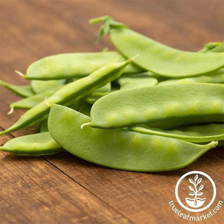 Sugar Grey Dwarf Snow Pea Seeds | Buy Non-GMO, Heirloom Seeds Online