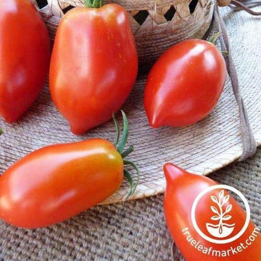 Heirloom Tomato Garden Seeds - Amish Paste | Non-GMO Vegetable Seeds