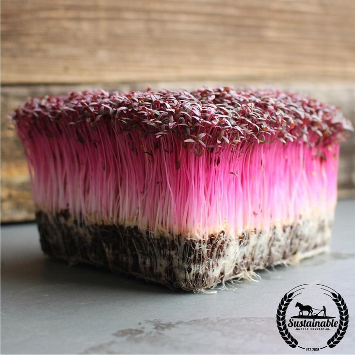 Organic Amaranth Microgreens Seeds - Red Garnet | Grow Micro Greens
