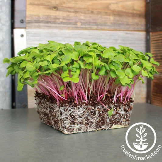 Triton Purple Radish Microgreens & Sprouting Seeds - Bulk Wholesale