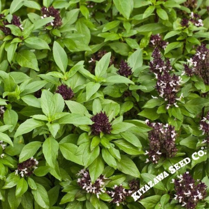 Siam Queen Basil Seeds | Discount Herb Gardening Seeds by MVS