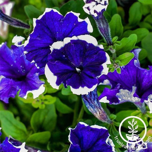 Pelleted Petunia Flower Seeds - Hulahoop Series | Flower Seed Supplier