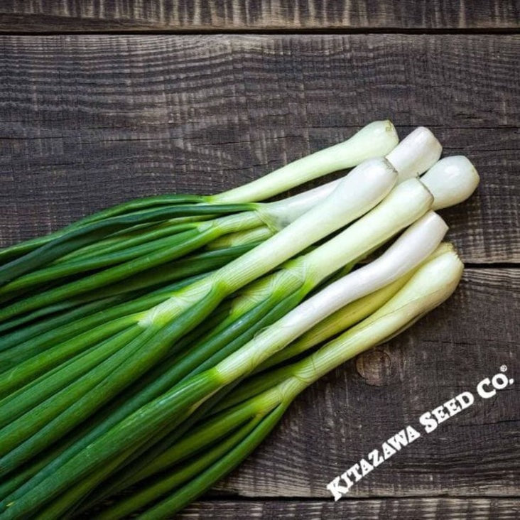 Heirloom Bunching Onion Garden Seeds - Tokyo Long White | Non-GMO Seed