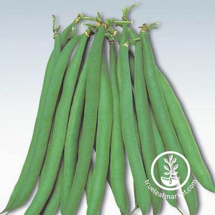 Heirloom Masai Bush Bean Seeds | Baby French Filet Beans - Free S&H