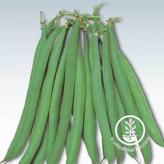 Heirloom Masai Bush Bean Seeds | Baby French Filet Beans - Free S&H