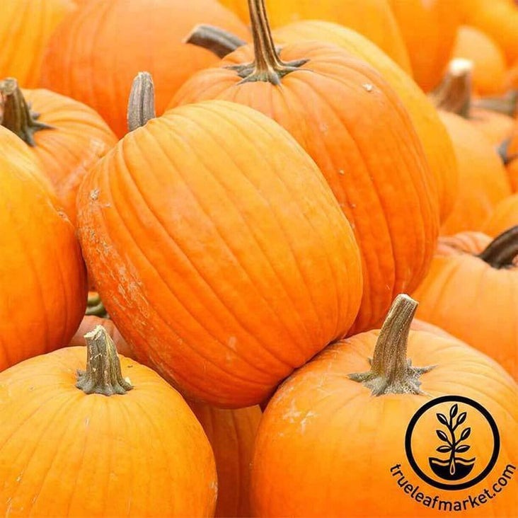 Pumpkin Garden Seeds - Autumn Gold Hybrid | Farm & Garden - Free S&H