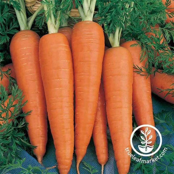 Danvers 126 Carrot Seeds | Non-GMO, Heirlloom - Paper Packet to Bulk