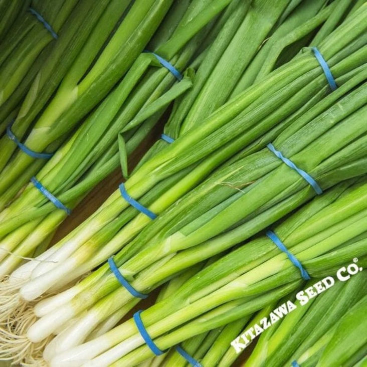 Organic Bunching Onion Seeds | Evergreen - Buy Gardening Seeds