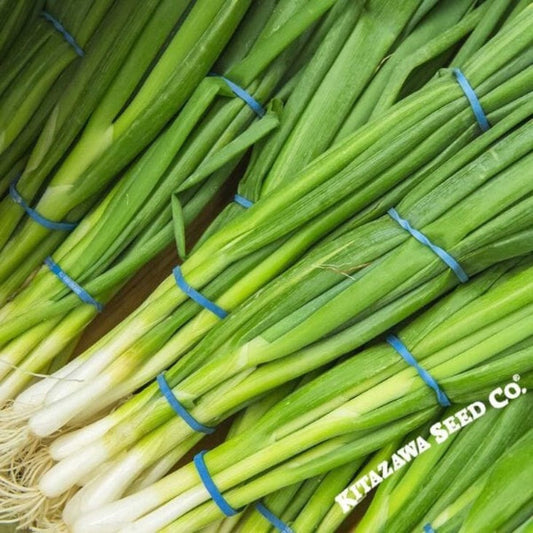 Organic Bunching Onion Seeds | Evergreen - Buy Gardening Seeds