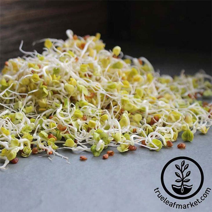 Organic Daikon Radish Sprouting Seeds | Grow Radish Sprouts - Non-GMO