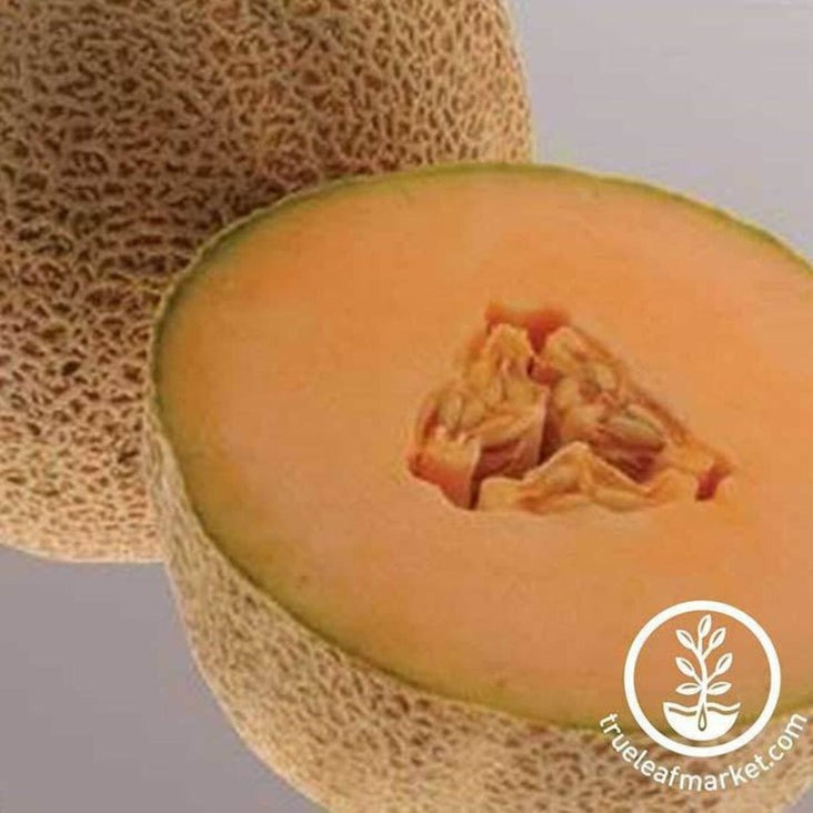 Cantaloupe Melon Seed - Ball 2076 Hybrid | Non-GMO Fruit Garden Seeds