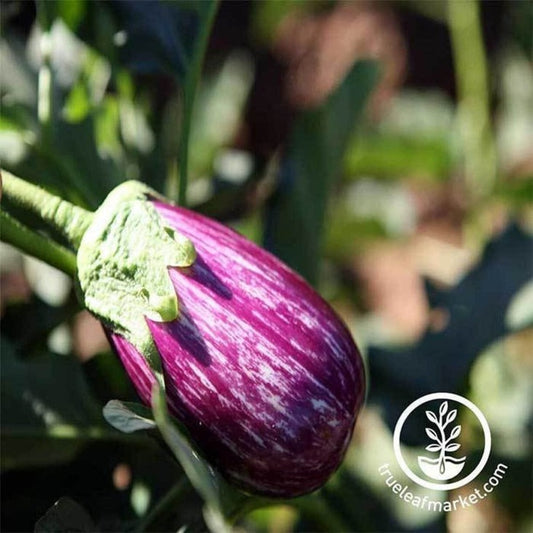Fairy Tale Hybrid Eggplant Seeds | Vegetable Gardening Seed - Free S&H