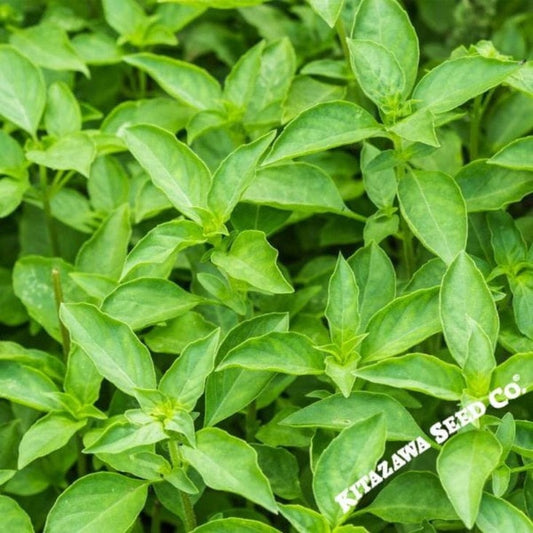 Thai Basil Seeds | Culinary Herb Garden Seeds - Heirloom, Non-GMO Seed