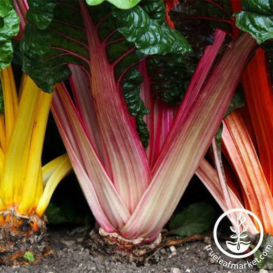 Non-GMO Swiss Chard Seeds | Bright Lights - Heirloom Gardening Seeds