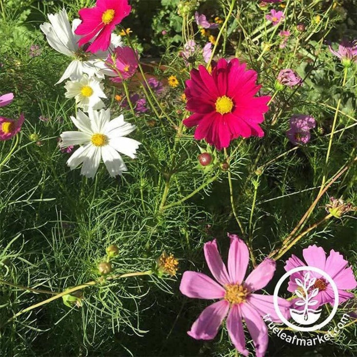 Cosmos Sensation Mixture Flower Garden Seeds | AKA: Mexican Aster