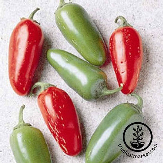 Non GMO Hot Pepper Seeds - Jalapeno Early | Buy Vegetable Garden Seed
