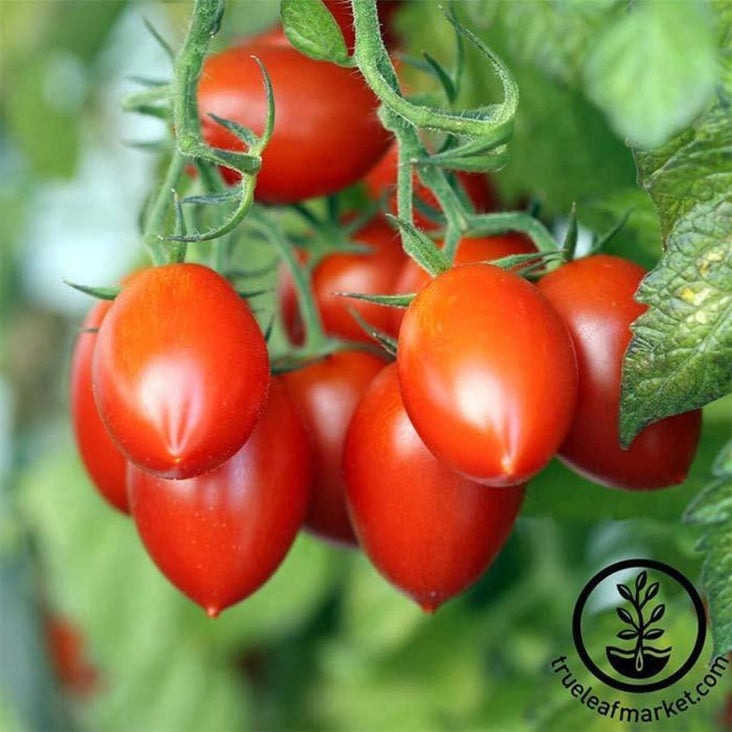 Tomato Seed | Grapette Hybrid