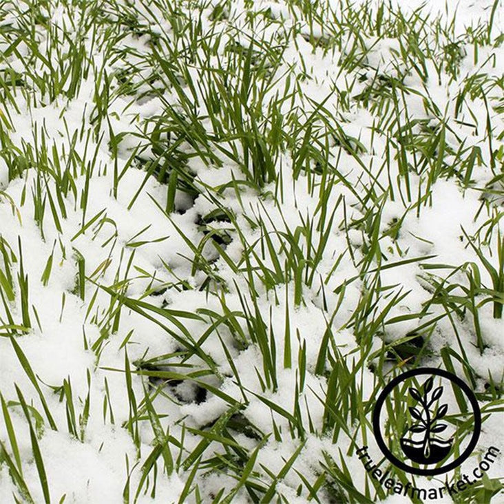 Non-GMO Winter Rye Cover Crop Seeds | Farm & Garden - Open Pollinated