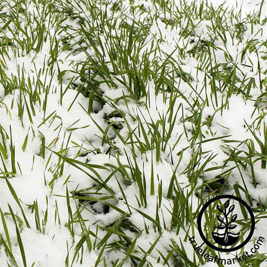Non-GMO Winter Rye Cover Crop Seeds | Farm & Garden - Open Pollinated
