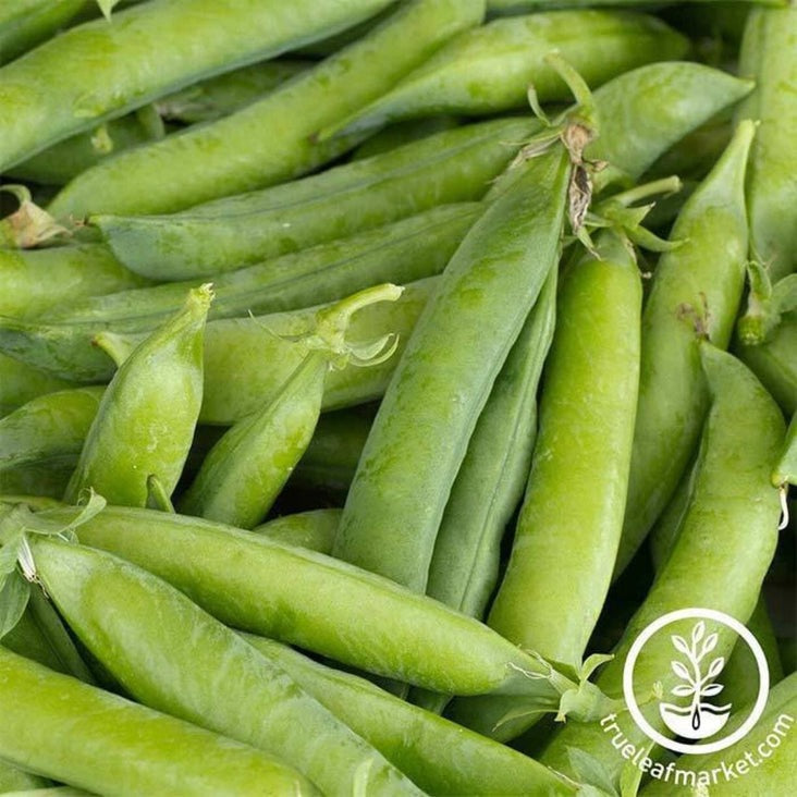 Little Marvel Pea Seeds: Vegetable Garden Seeds by MVS