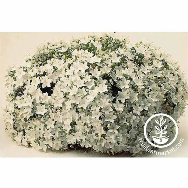 Campanula Flower Seeds - Clips Series, White | Campanula carpatica