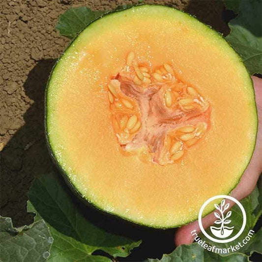 Cantaloupe Melon Fruit Garden Seeds - Ambrosia Hybrid | Seed Supplier