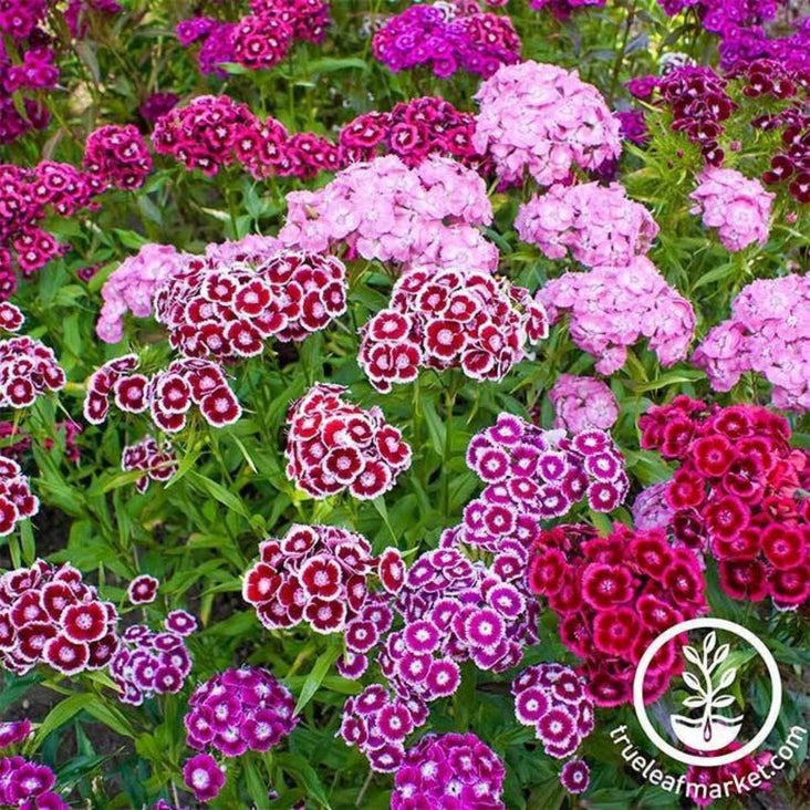 Sweet William Flower Seeds - Double Mixture | Packet to Bulk Wholesale
