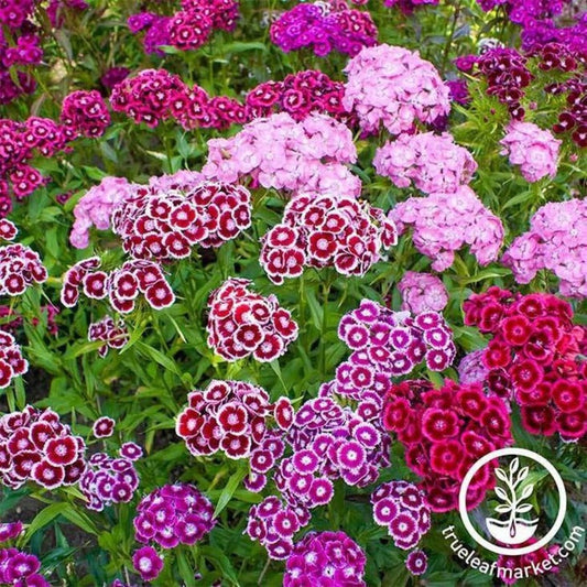 Sweet William Flower Seeds - Double Mixture | Packet to Bulk Wholesale