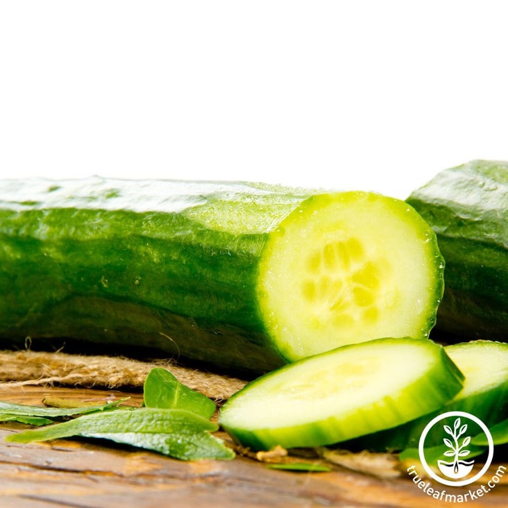 Sweet Success Cucumber Seeds | Non-GMO, Hybrid - Vegetable Gardening