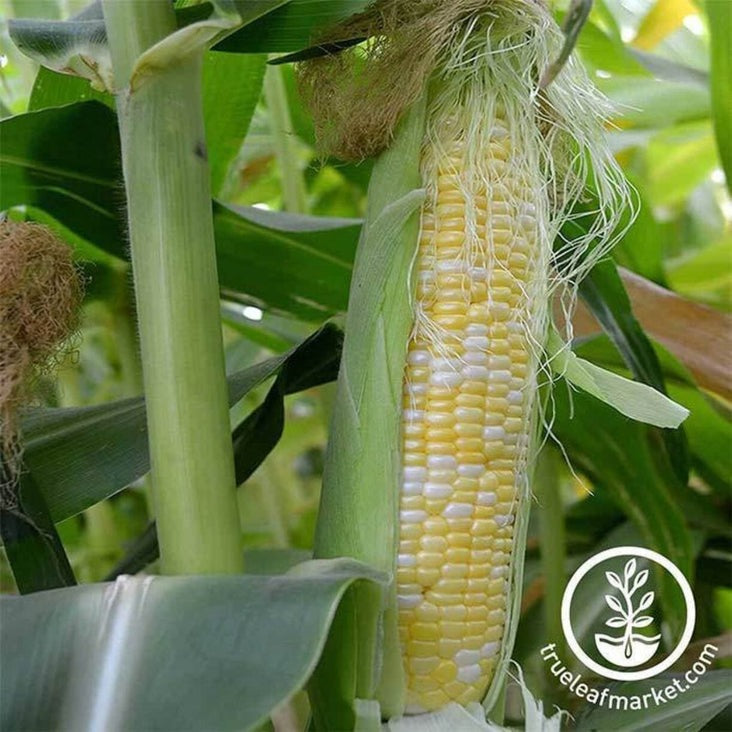 Hybrid Corn Seeds - Peaches and Cream (se) | Packet to Bulk Wholesale