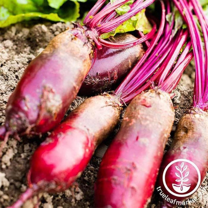 Cylindra Beet Seeds | Non-GMO, Heirloom Vegetable Garden Seeds Online