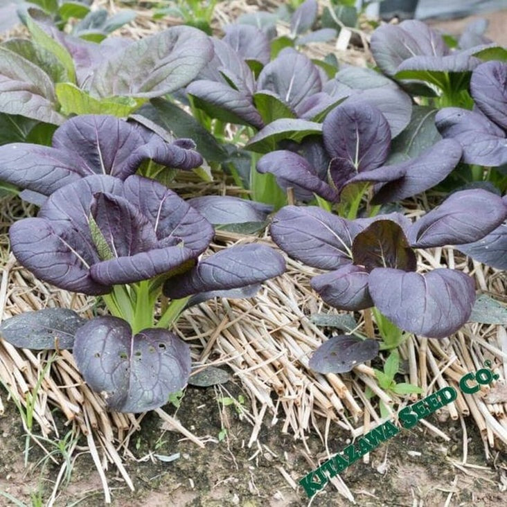 Heirloom Mustard Herb & Garden Seeds - Osaka Purple | Buy Non-GMO Seed