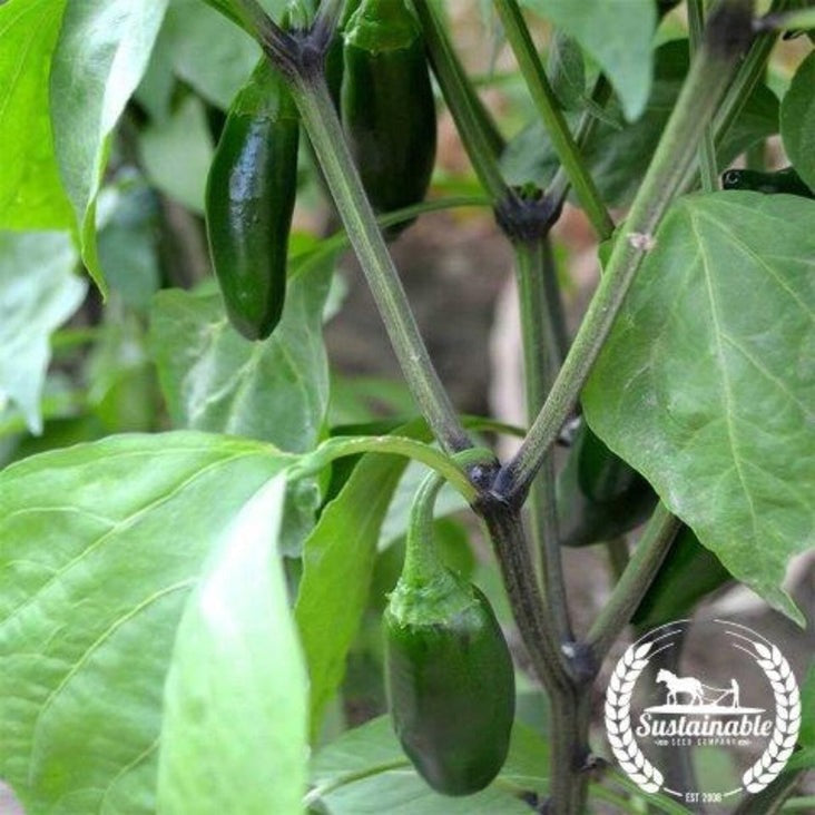 Organic Hot Pepper Seeds - Jalapeno | Heirloom, Non-GMO Garden Seeds