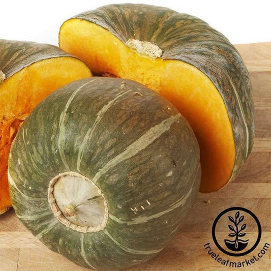 Winter Squash Seeds - Burgess Buttercup | Heirloom, Non-GMO Vegetable