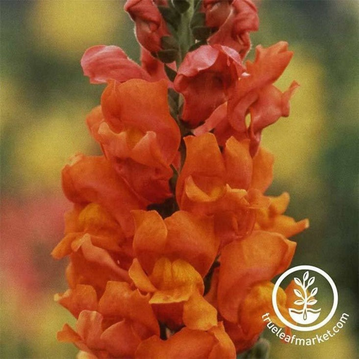 Snapdragon Flower Seeds - Rocket Series | Buy Annual Snap Dragon Seeds