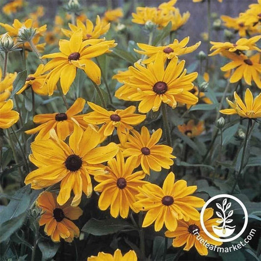 Rudbeckia Flower Seeds - Indian Summer | Annual Flower Gardening Seeds