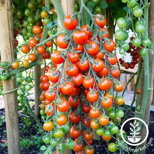 Non-GMO Supersweet 100 Hybrid Tomato Seeds | Hybrid Tomato Seed