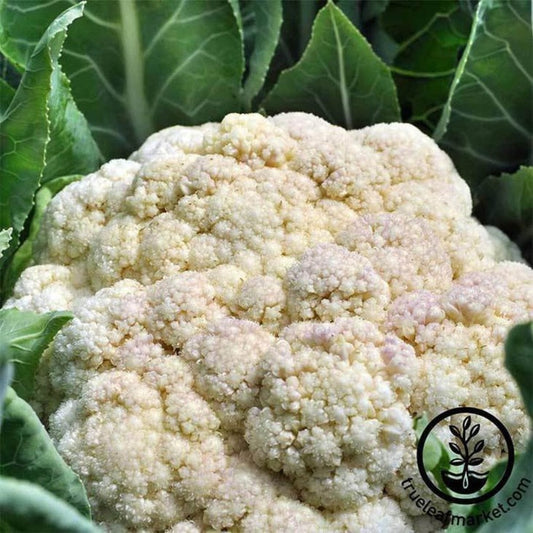 Heirloom Cauliflower Seeds - Self Blanche | Buy Non-GMO Garden Seeds