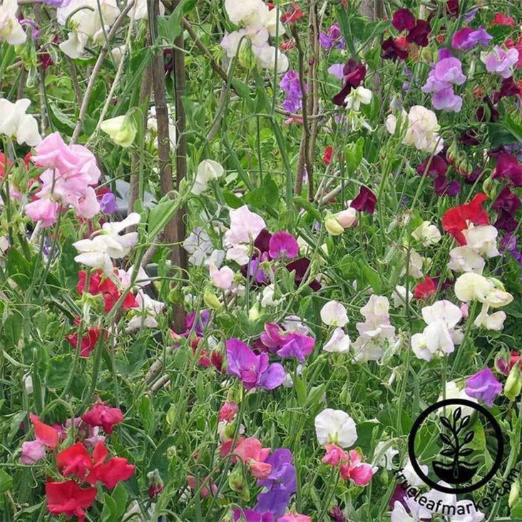 Knee High Mixture Sweet Pea Seeds | Garden Seeds Online