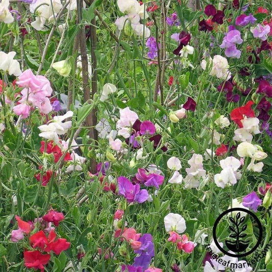 Knee High Mixture Sweet Pea Seeds | Garden Seeds Online