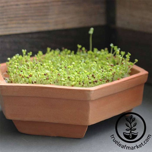 Organic Brown Mustard Sprouting Seed - Sprout Seeds