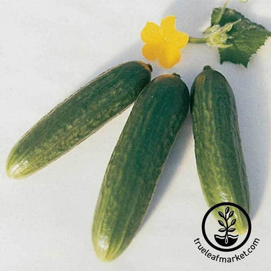 Heirloom Cucumber Seeds - Muncher | Burpless - Non-GMO Gardening Seeds