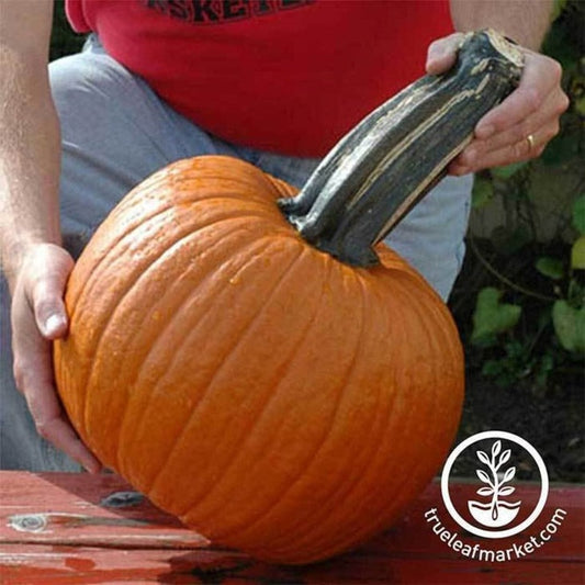 Heirloom Wolf Pumpkin Seeds | Non-GMO, Open Pollinated Gardening Seeds