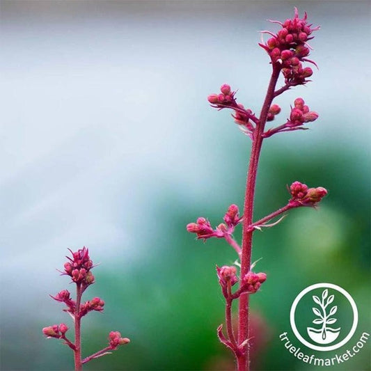 Heuchera Seed | Ruby Bells