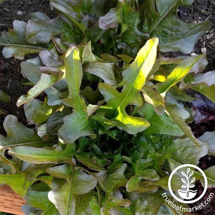 Bronze Guard Leaf Lettuce Seeds | Bronze Guard Lettuce Vegetable Garden Seed