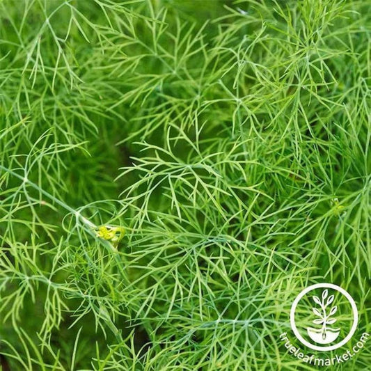 Non-GMO Dwarf Fernleaf Dill Seeds | Heirloom Culinary Herb Garden Seed