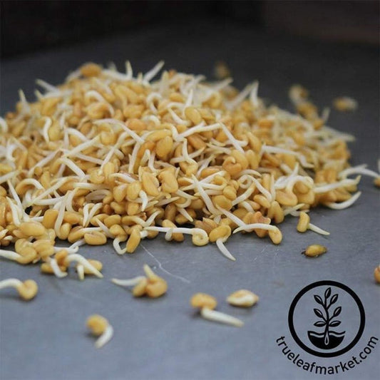 Organic Fenugreek Sprouting Seeds | Non-GMO | Grow Sprouts - Free S&H